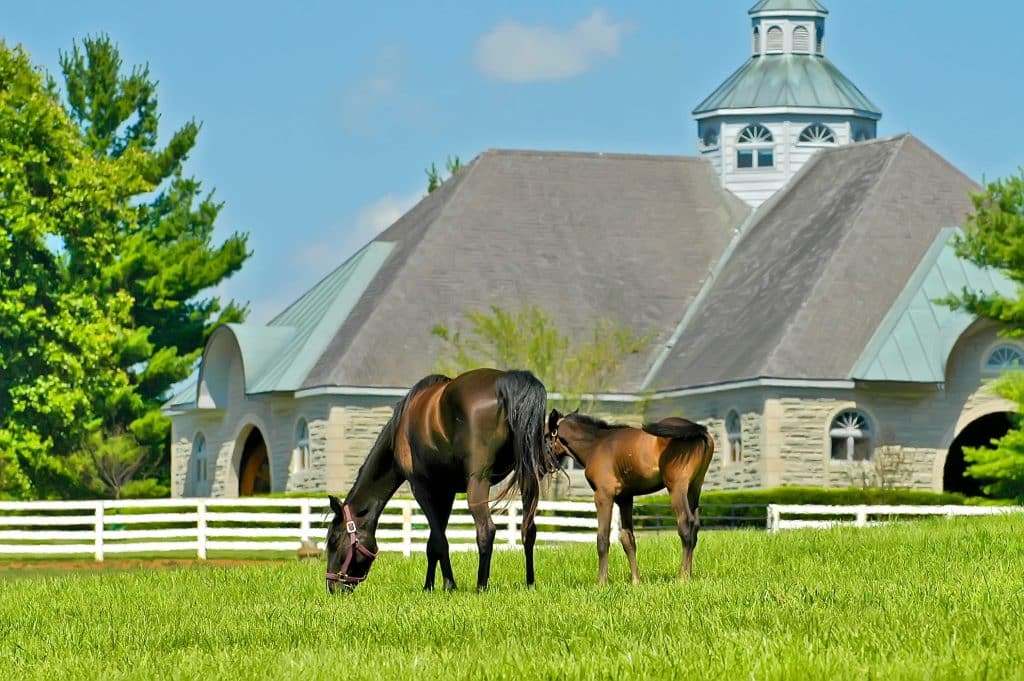 kentucky barn with horses